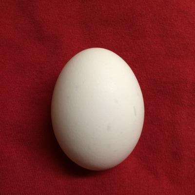 ^that is a real egg