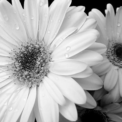 rose_gittelman's profile picture. 