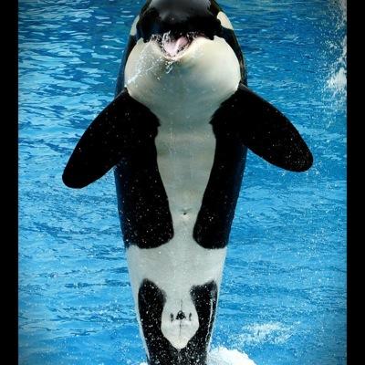 A page dedicated to stopping animal slavery.