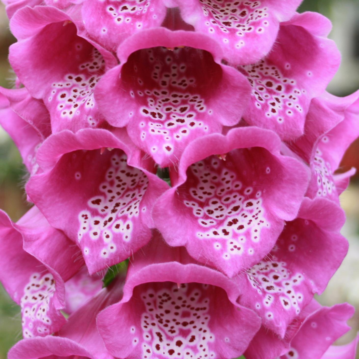 da_inkdchik's profile picture. 