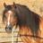 blueMTNfarms's profile image