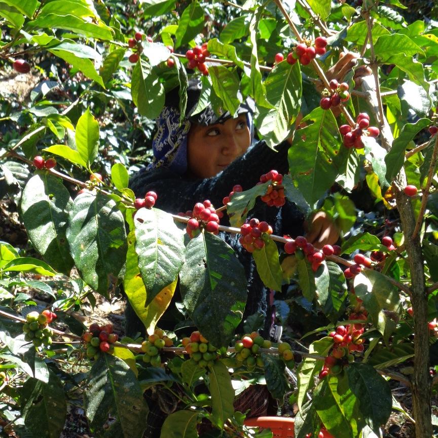 FincadeDios's profile picture. Boutique specialty coffee farm in Fraijanes, Guatemala.