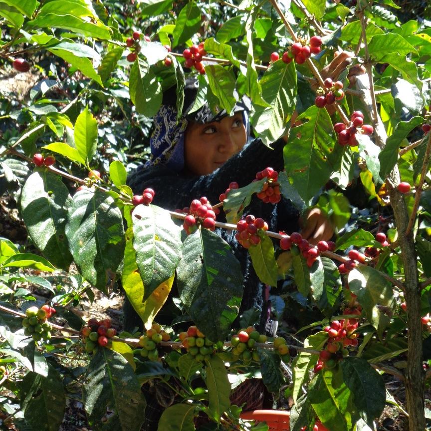 Boutique specialty coffee farm in Fraijanes, Guatemala.