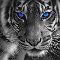 cwoods223 Profile Picture