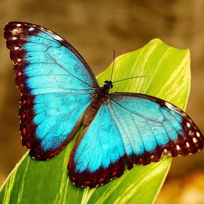 A butterfly flapping it's wings can create a storm on the other side of the world. The smallest things make the biggest difference. #BringBackOurGirls