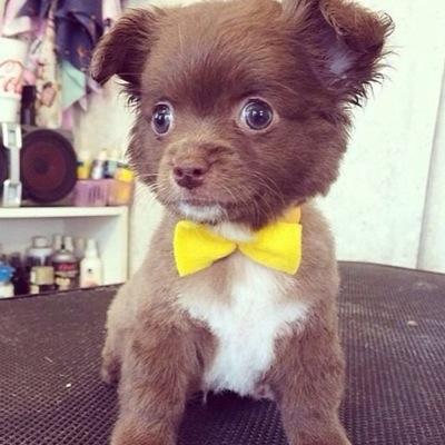 Showing you the cutest puppies on a daily basis.
Help us get more followers, spread the word.