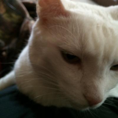 I'm a cat. obv. My dad is @ZiioNDriftKing. humans are fascinating