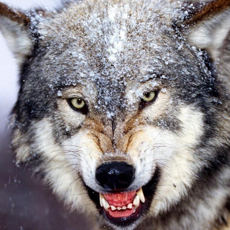 LoboMagic98's profile picture. 