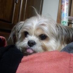 naho3o's profile image