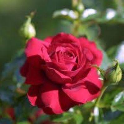 f0536e1282334c6's profile picture. 