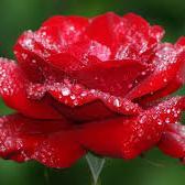 poojobplacement's profile picture. 