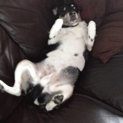 CshieldShield's profile picture. 