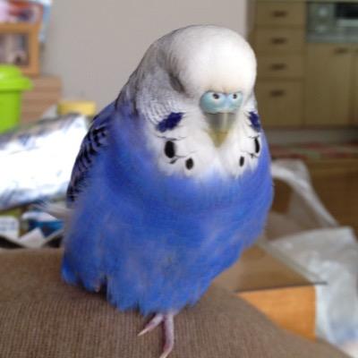 アイコンは大好きだったピチH24.4.9🌈幼少期からセキセイインコが大好きです😍バーコード最高❣️ 今は保護猫と暮らしてます🐱 サニーR4.7月、トトR5.10月。 私生活はキレーに忘却でけた🤟