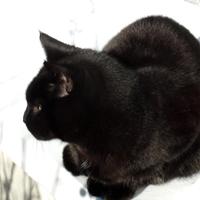 Jackie Pearce (@tarot_jack) 's Twitter Profile Photo Jackie Pearce (@tarot_jack) 's Twitter Profile Photo