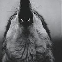 FURI∆ (@resistance2_) 's Twitter Profile
