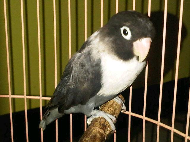 Jual beli kelinci hias dan burung kenari Lovebird
