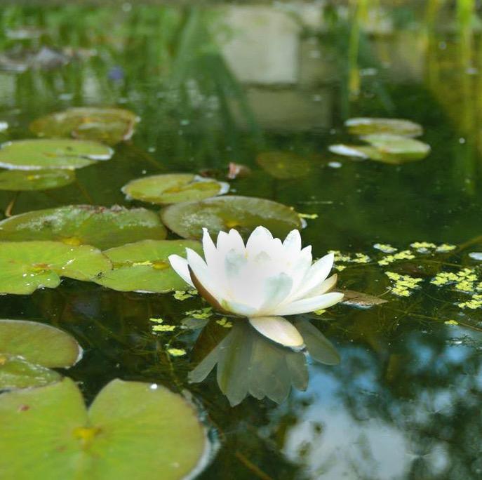 Richmond Hill Open Gardens was on Sunday 2nd June. 15 beautiful gardens were open to visitors and a wonderful time was had by all!