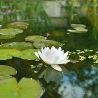 RichmondOpenGardens (@richmondhillog) 's Twitter Profile