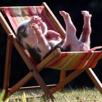 Master of the Wombo. Tea Cup Piglets all day