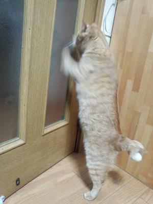 猫をこよなく愛してます(*´ω`*)　JDA  ABC大好きです(*≧Δ≦)　よろしく(*・ω・)ノ