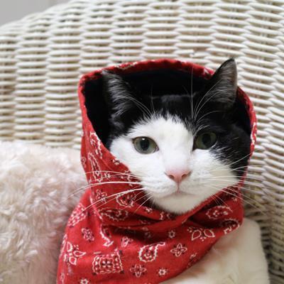 tomoko_fukano's profile picture. nouvelle  智通信
tomoko sophie fukano