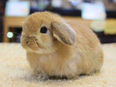 ゆめみどきと釘崎野薔薇推しです🔨 脊柱管狭窄症で治療中です😖 腰の痛みと足の痺れで活動範囲が限られます🧑🏼‍🦽