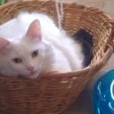 Rose Levine - @RoseSnowball123 - Twitter