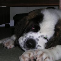 John Shelby (@thesimon10) 's Twitter Profile