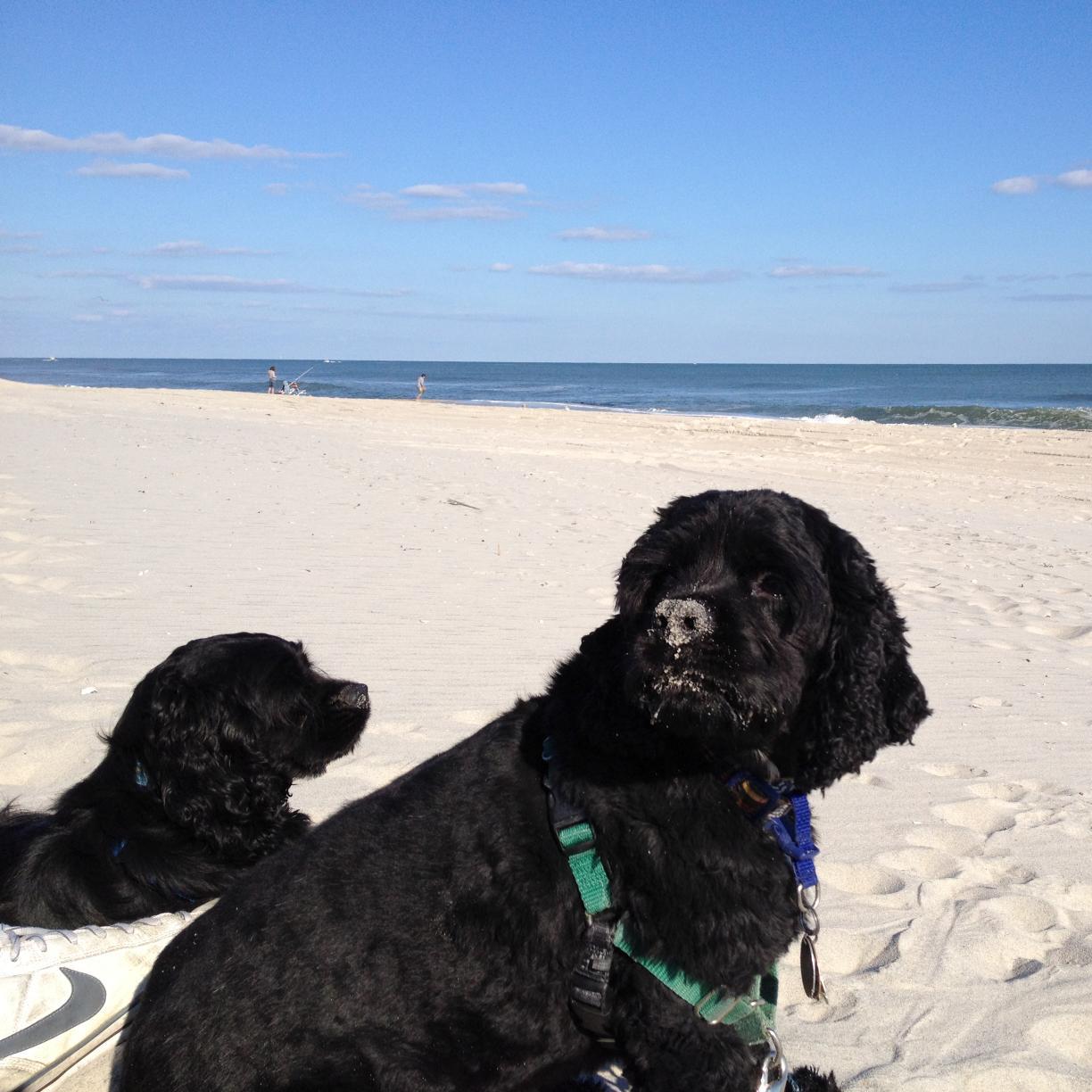 beach forever; dogs are better than people; watch Bravo TV to unwind