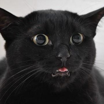 萊納永動機&SUM|開拓FF46 攤位C03