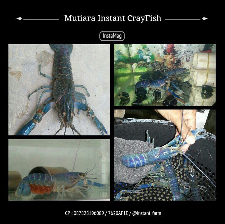 Mutiara Instant Farm
