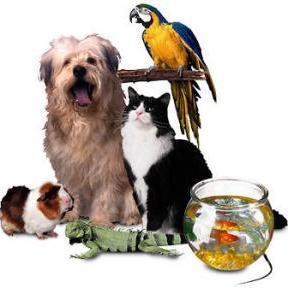 Tienda de alimentos y accesorios para mascotas. Perros, gatos, peces, aves, hámsters, conejos, erizos, cuyes, reptiles