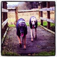 WunderWhippet (@wunderwhippet) 's Twitter Profile