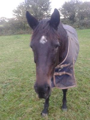 Equine massage and healing