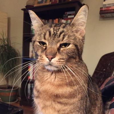 nobauerm's profile picture. news junkie. traveller. Often tweet in development, politics, news and kittens.