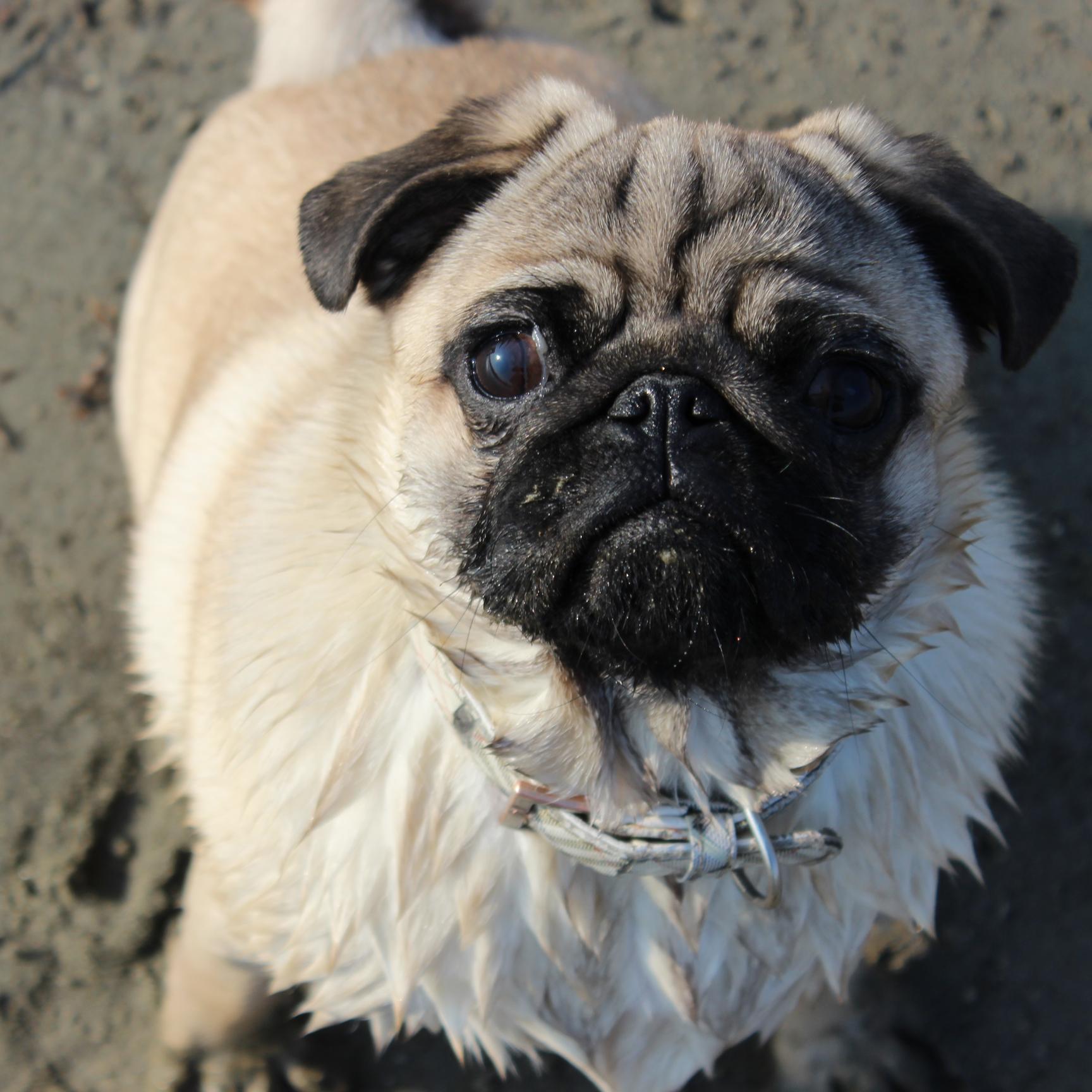 I'm a little pug named Eddie, livin' the #puglife , born on 26/5/2014, i love chewing and eating leaves! Check me out on instagram!:) pugsn'kisses♥