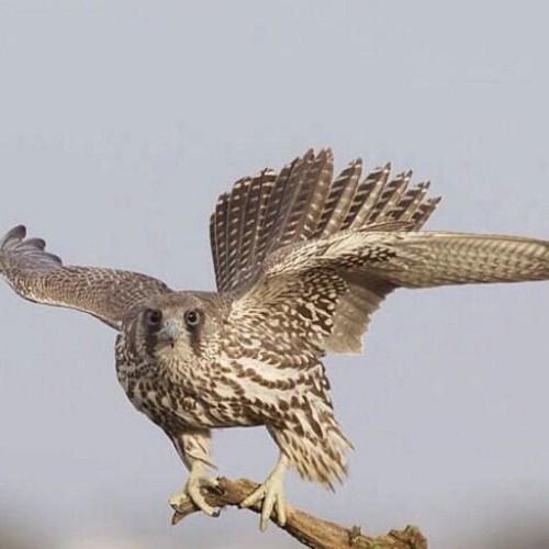 محامي