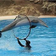 SeaWorldSam's profile picture. Animal Lover First, Trainer Second