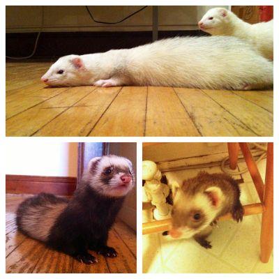 We are the Brown's family ferrets! Farrah, Busmala, Leonard E Kins, Dookers, Nixon and Jabba.