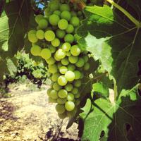 Cepas y Vinos (@cepasyvinos) 's Twitter Profile
