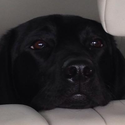 Kingofjedlions's profile picture. 