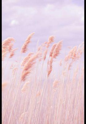 windchime_bell's profile picture. Happiness is the truth