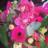 LaBelleFleurSWF's profile image