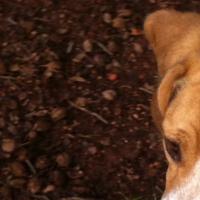 Dilburt (@scoff70) 's Twitter Profile