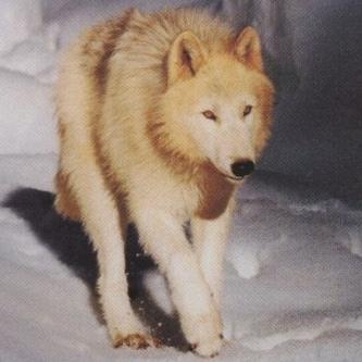 Yellow Wolf on Twitter: Yellow Wolf on Twitter: