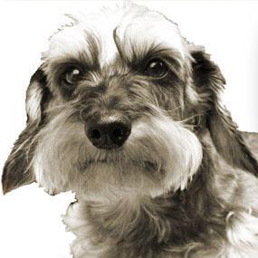 まだ珍しいワイヤーダックス。愛くるしいこの犬種の魅力を語ります。フェイスブックページもありますよ！