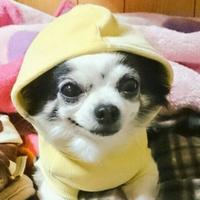 柊(ｼｭｳ)🐾 (@pan1113) 's Twitter Profile Photo