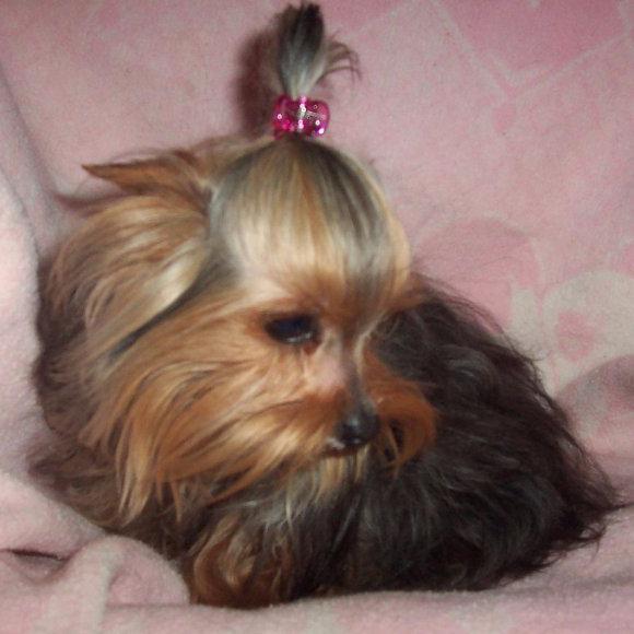 Image of homestyle yorkies