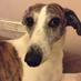 tillywhippet (@tillywhippet) Twitter profile photo