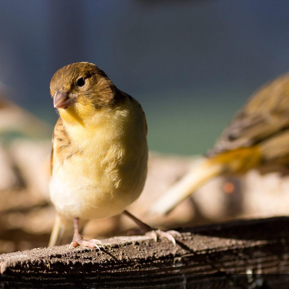 VFerracciolo's profile picture. 